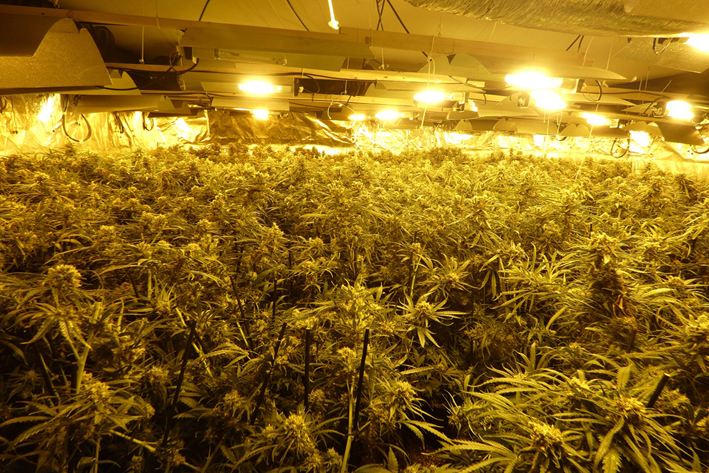Desmantellen una plantació de marihuana en una casa a Begues