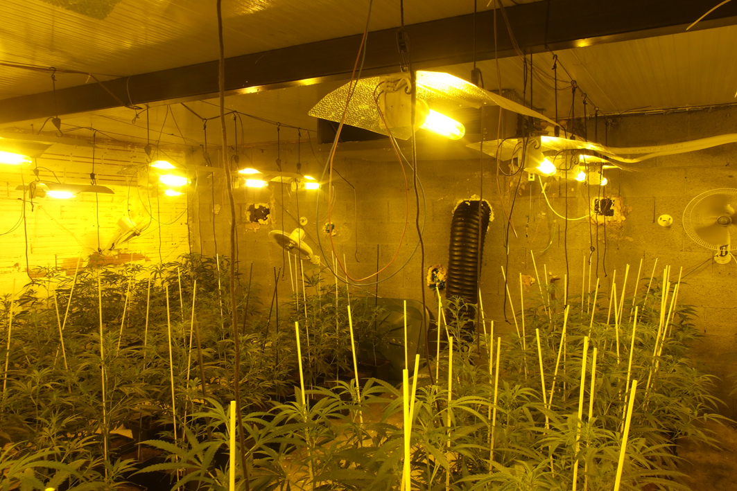 Plantació de marihuana a l’interior d’un magatzem