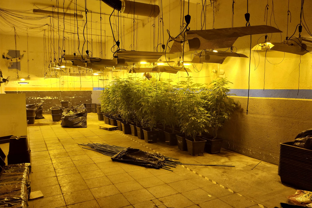 L’Hospitalet de Llobregat desmantellen dues plantacions de marihuana