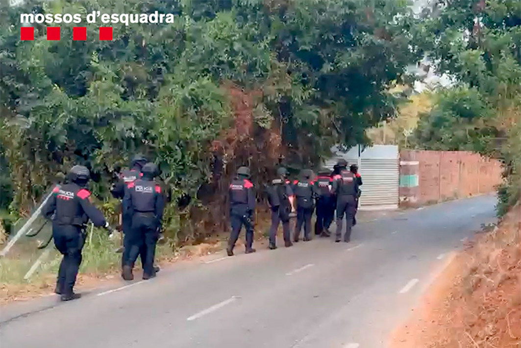 Els Mossos d’Esquadra detenen un home i comissen 733 plantes de marihuana a Gavà