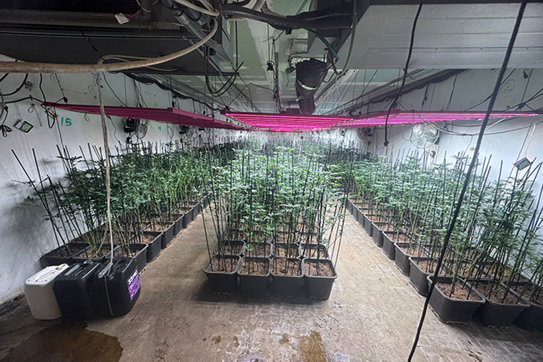 Detenen quatre homes i comissen 887 plantes de marihuana a Sant Andreu de la Barca