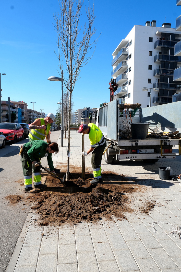 Planta més de 160 arbres arreu de la ciutat