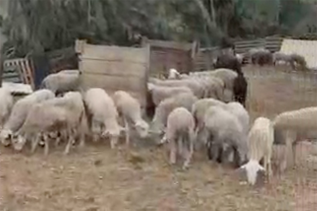 Denuncien un home per incompliment en els drets i benestar animal i intervenen 180 xais en una instal·lació il·legal
