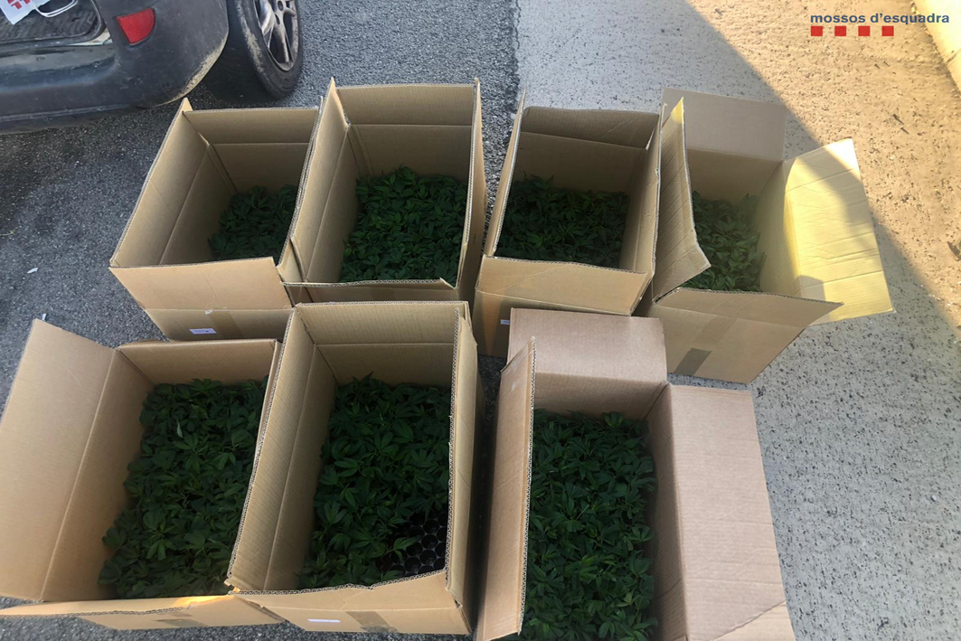 Intercepten un vehicle carregat de marihuana