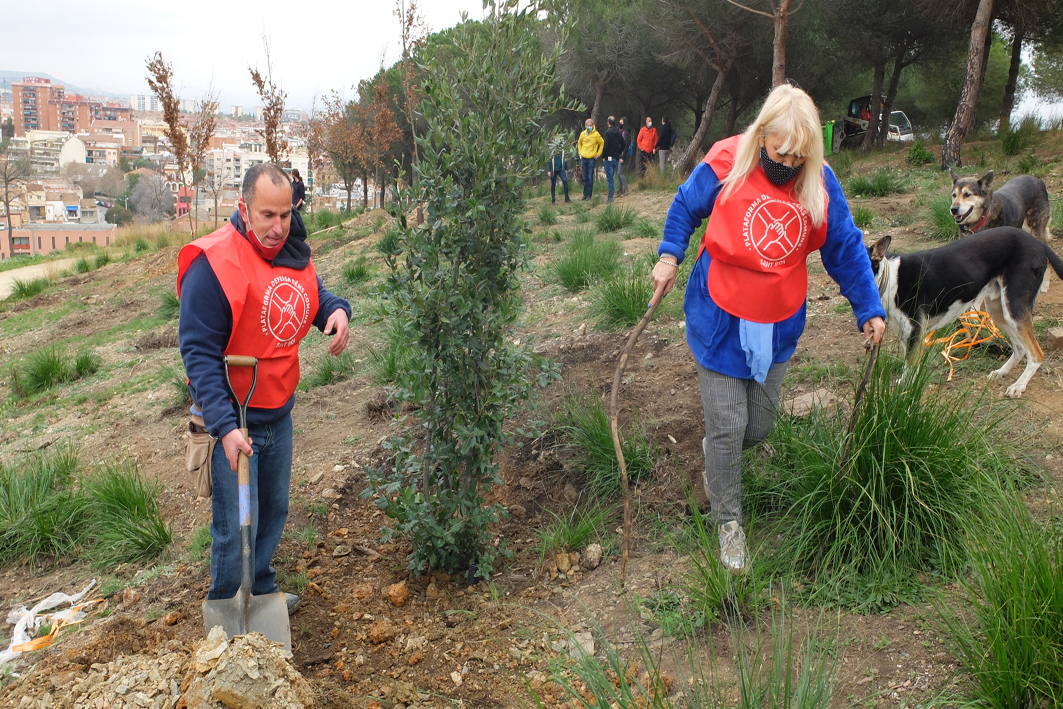 Col·labora amb l’AMB en la replantació de la  Muntanyeta