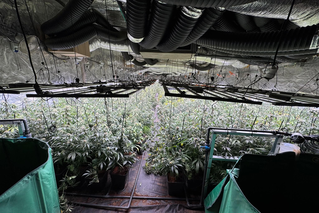 Detenen quatre persones per cultivar marihuana a Sant Esteve Sesrovires i Piera