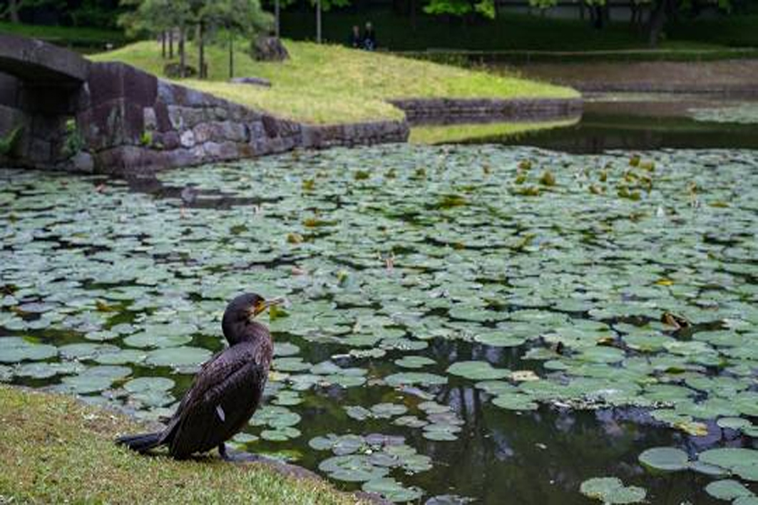 POR EL BOTÁNICO
