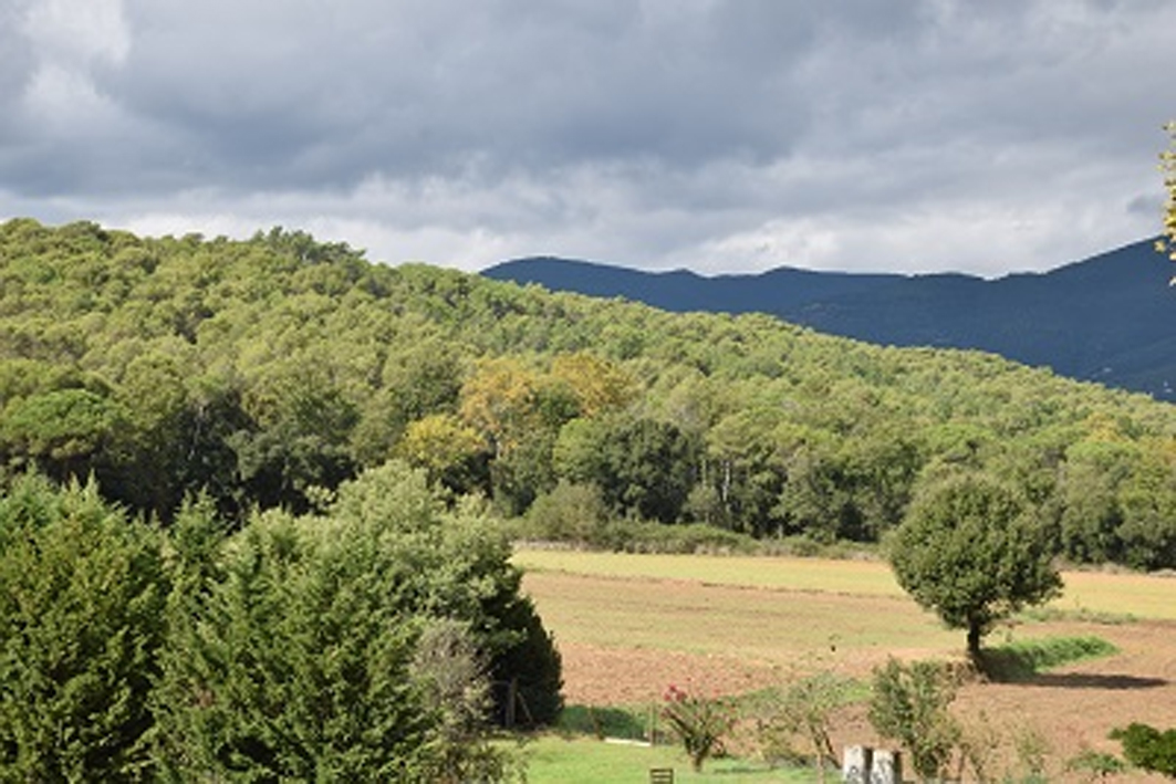 Les pluges de 2020 cicatritzen les ferides dels boscos catalans