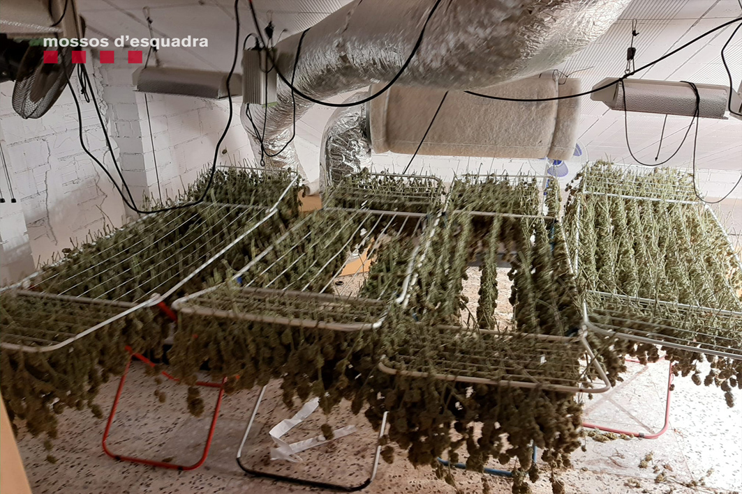 Desmantellen dues plantacions de marihuana en dues cases